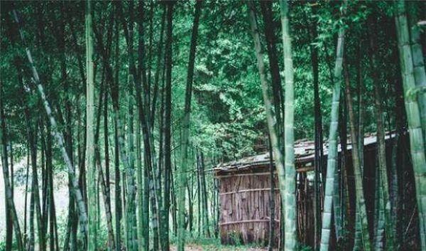 Cây tre