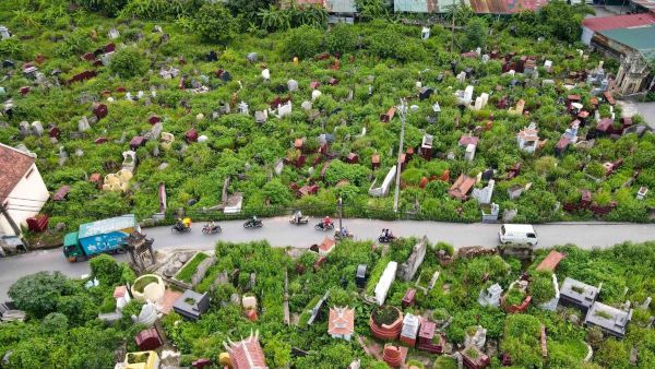 Cây xanh - lá chắn tự nhiên chống lại khí xấu