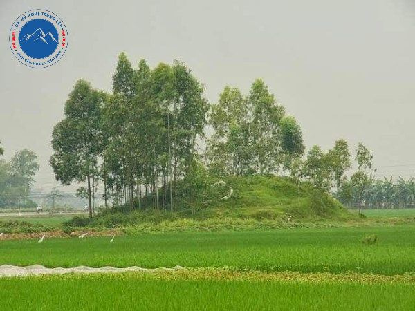 Có nên phá bỏ tổ mối trên mộ hay không?