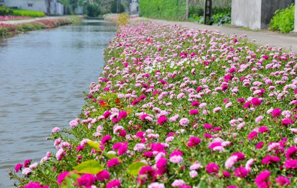 Giải đáp có nên trồng hoa mười giờ trên mộ?
