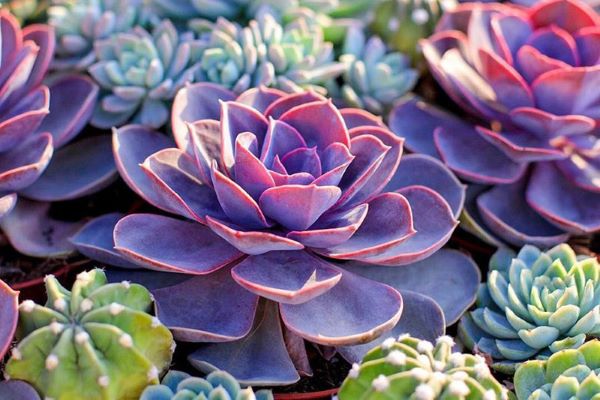 Giải thích có nên trồng sen đá ở mộ hay không?