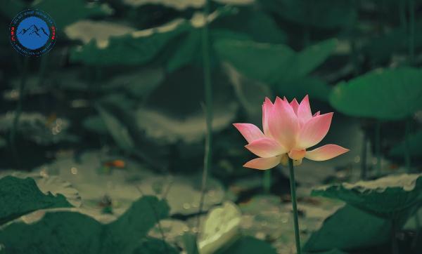 Nguồn gốc của họa tiết hoa sen trong kiến trúc tâm linh
