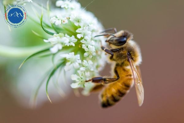 Ong mật nổi tiếng là loài siêng năng