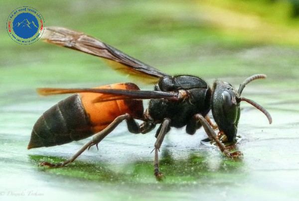 Ong vò vẽ là loài ong to lớn