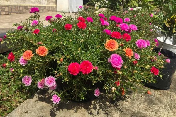 Trồng hoa mười giờ trên mộ liệu là tốt hay xấu?